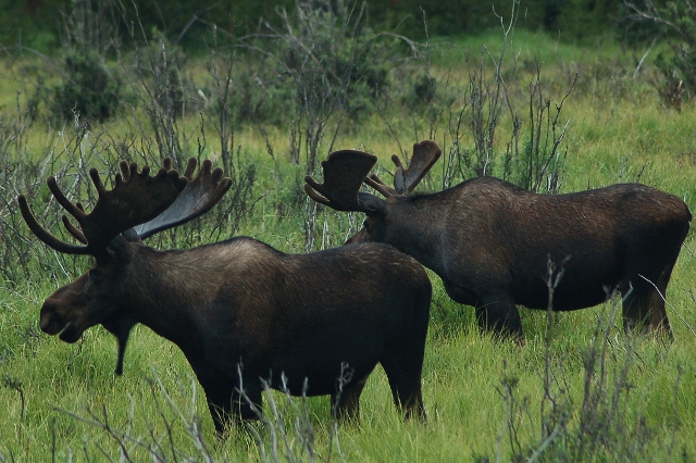 moose on the Trail Ridge Road
